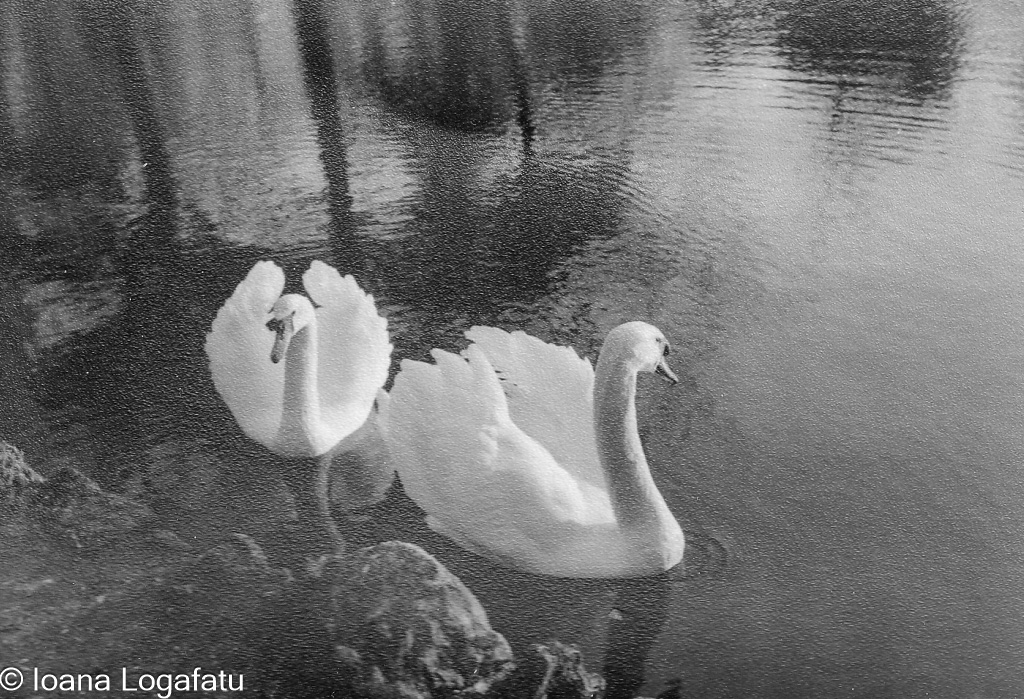 Swans swimming peacefully in a tranquil lake