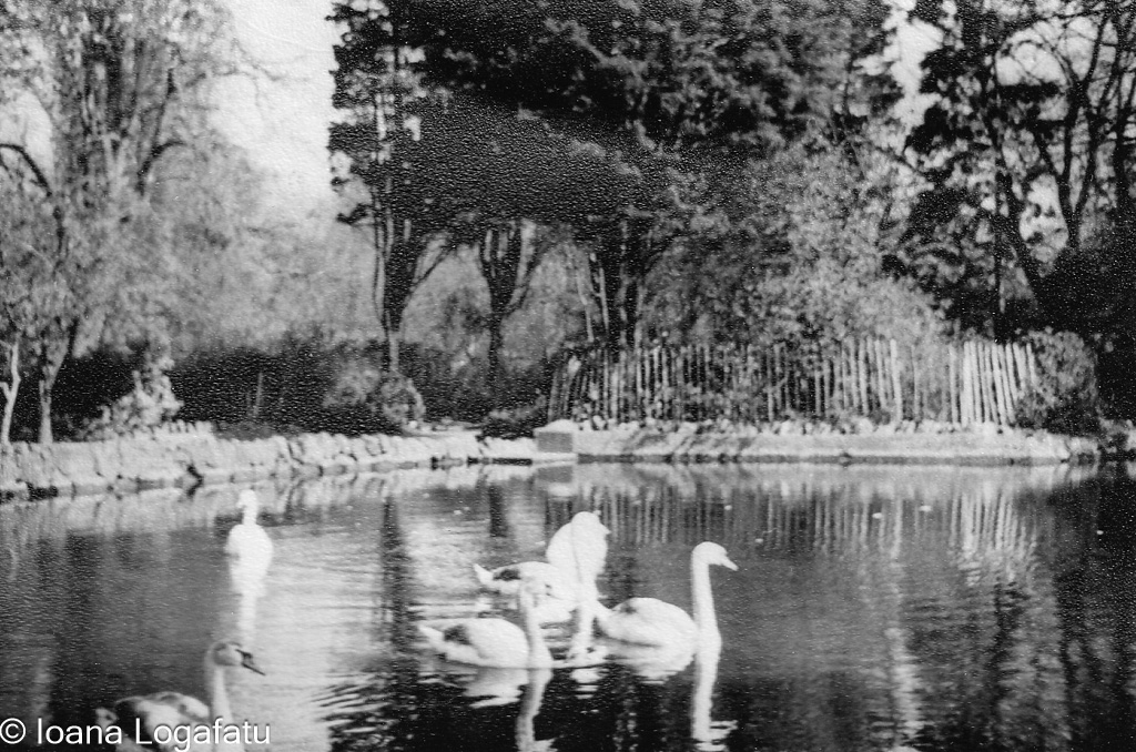 Swans glide peacefully on a tranquil pond