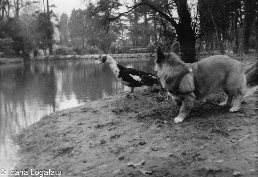 Corgi and duck by a tranquil pond