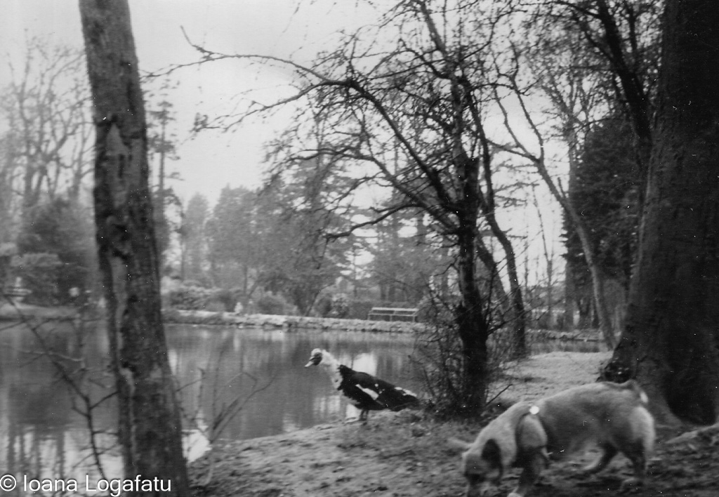 Dog and duck by the serene lake in the park
