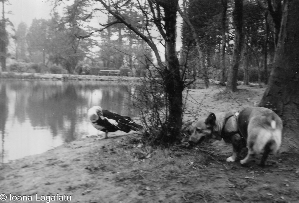 Dog and bird encounter by the water in nature