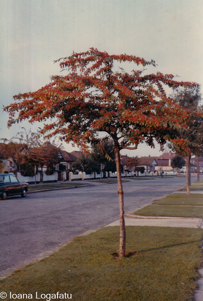 Tree with vibrant autumn leaves lining the street