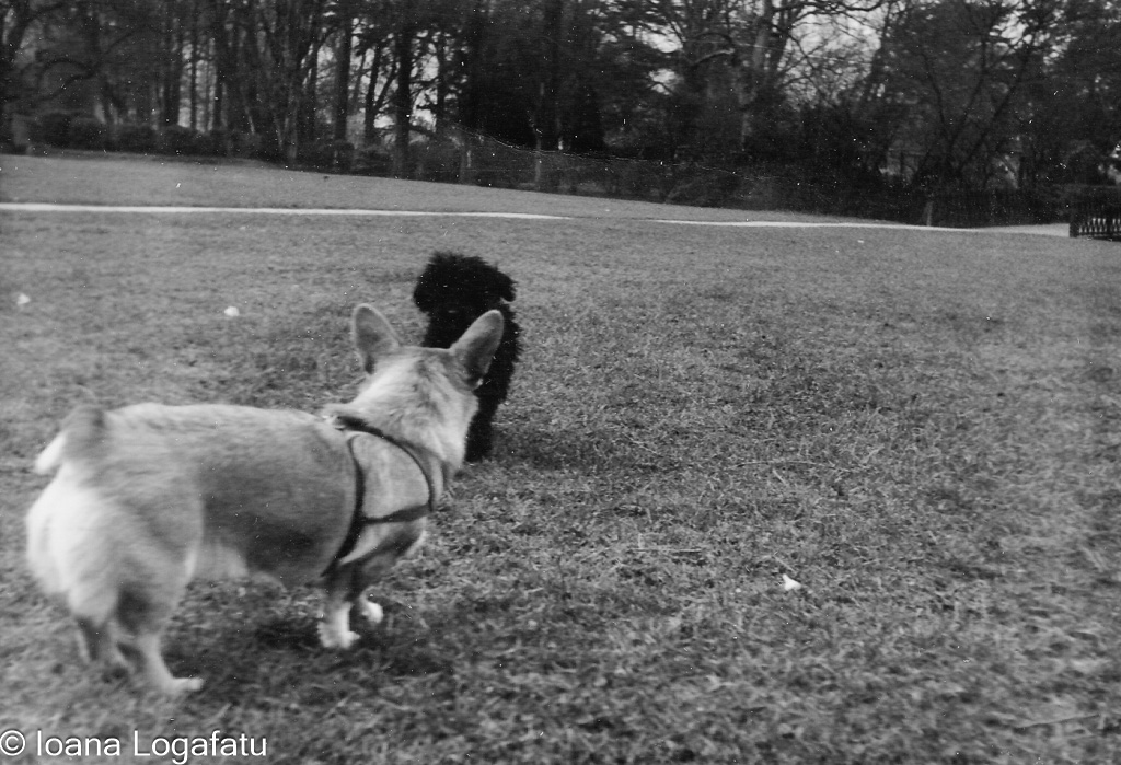 Dogs meeting in a park on a sunny day