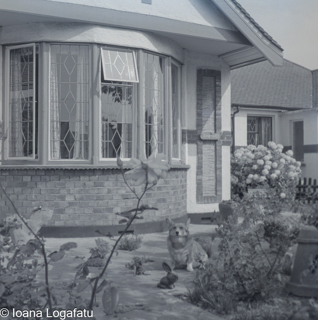 Cat relaxing near flower garden by the house