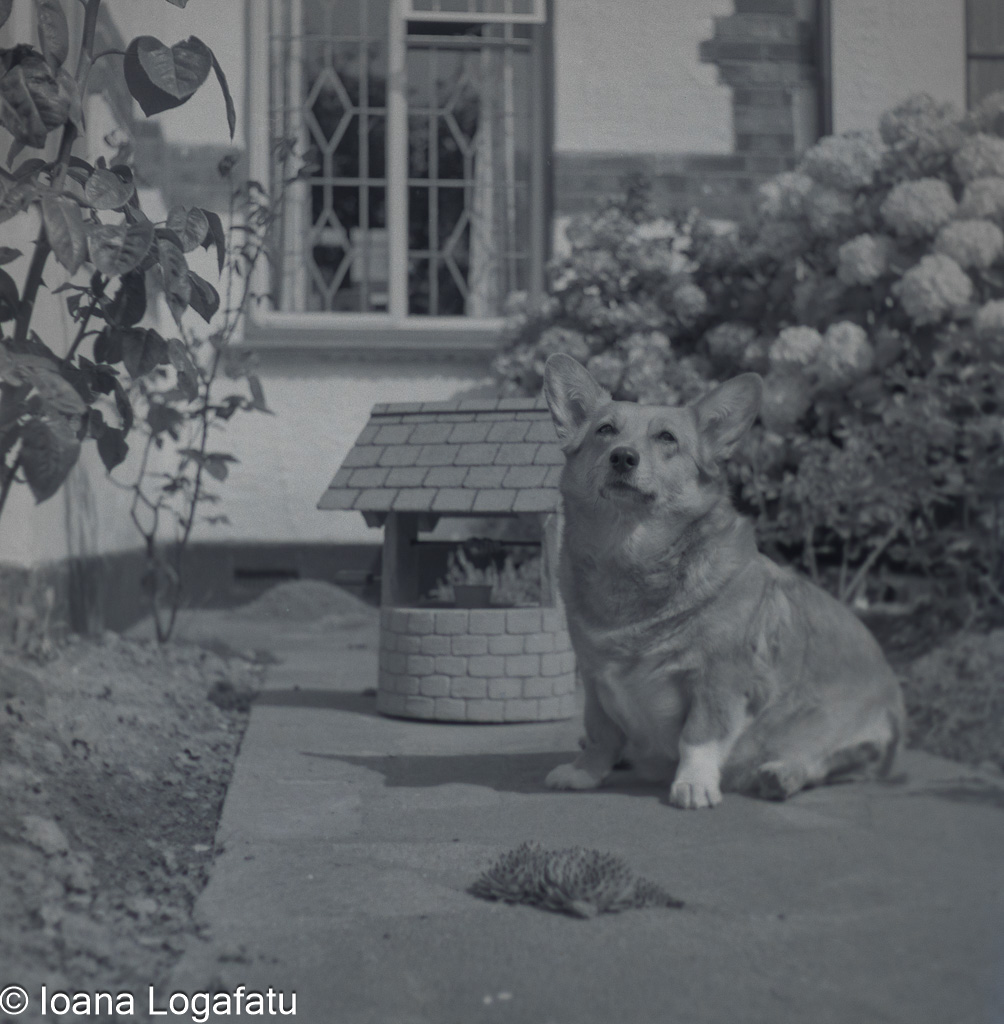 Corgi sitting near a dog house in a garden