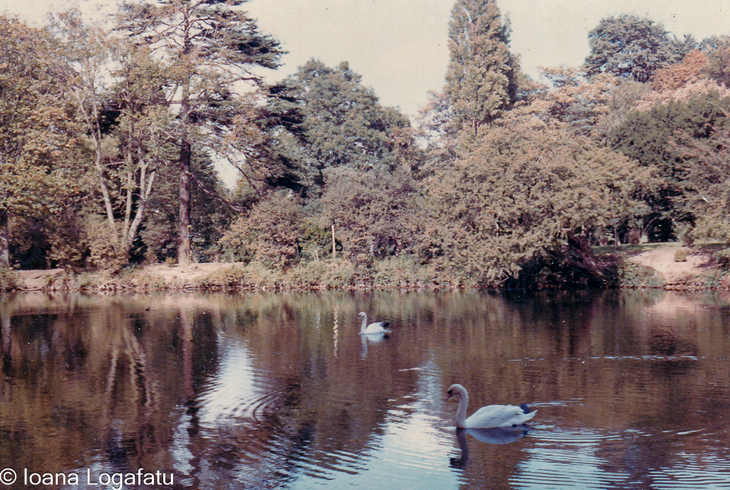 Swans gliding on tranquil lake in autumn landscape