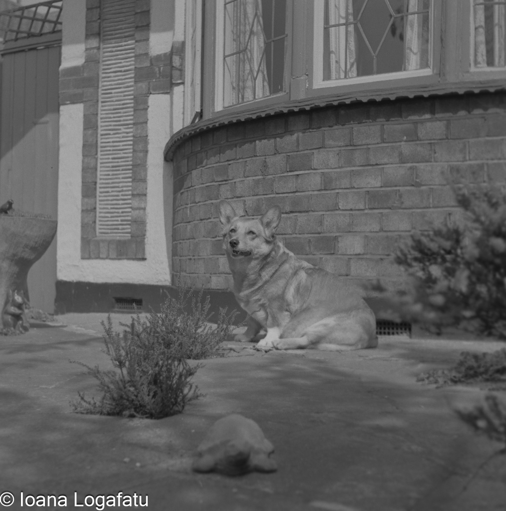 Dog relaxing in front of a brick house