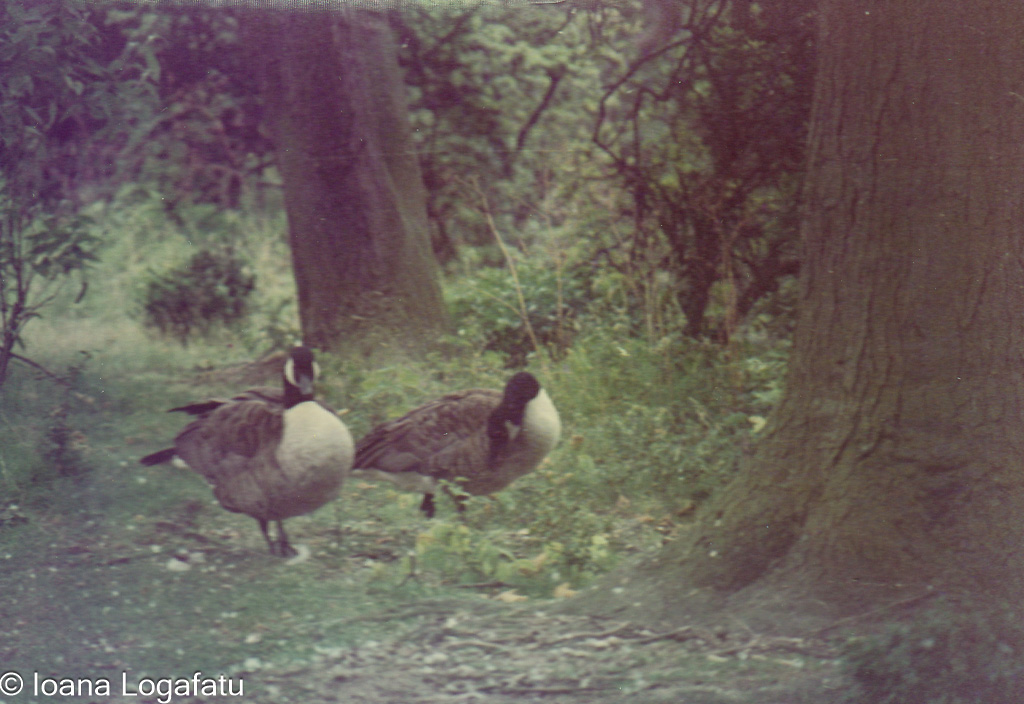 Geese walking along a forest path in autumn