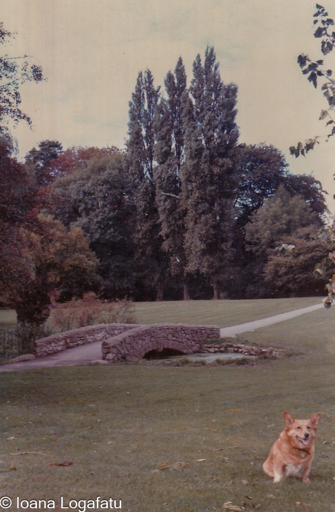 Serene park with a stone bridge