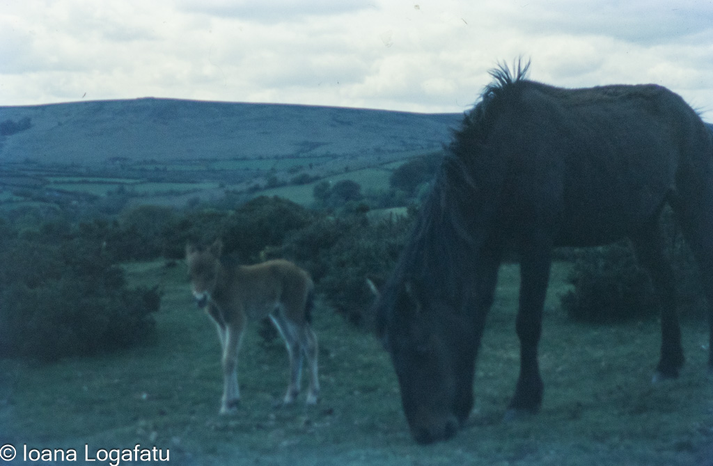 Wild horse and foal grazing in open landscape