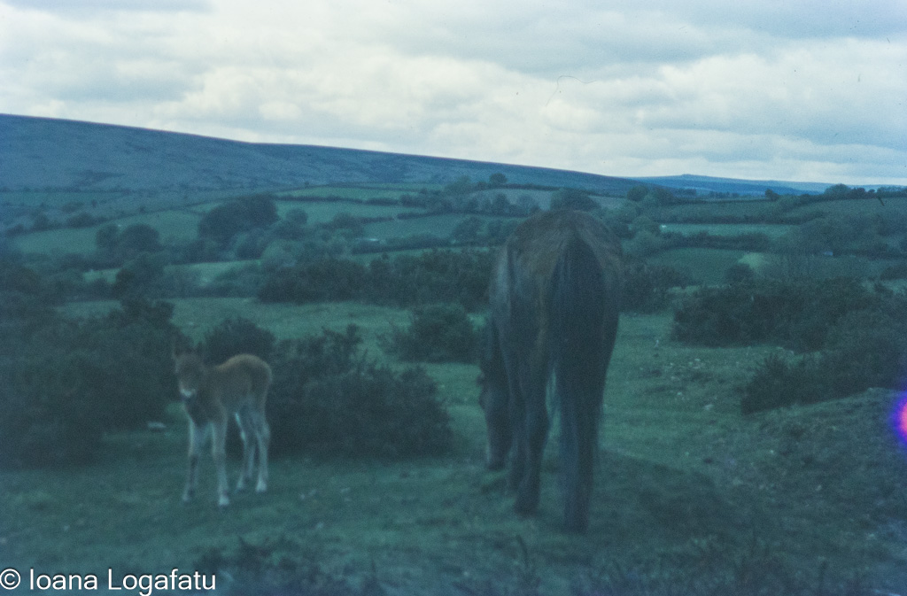 Horses grazing in a lush green landscape