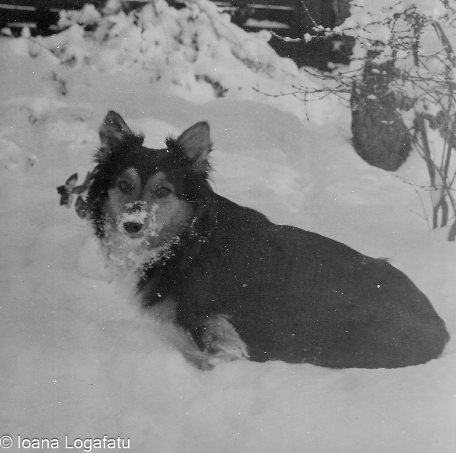 Dog enjoying snowy yard during winter afternoon