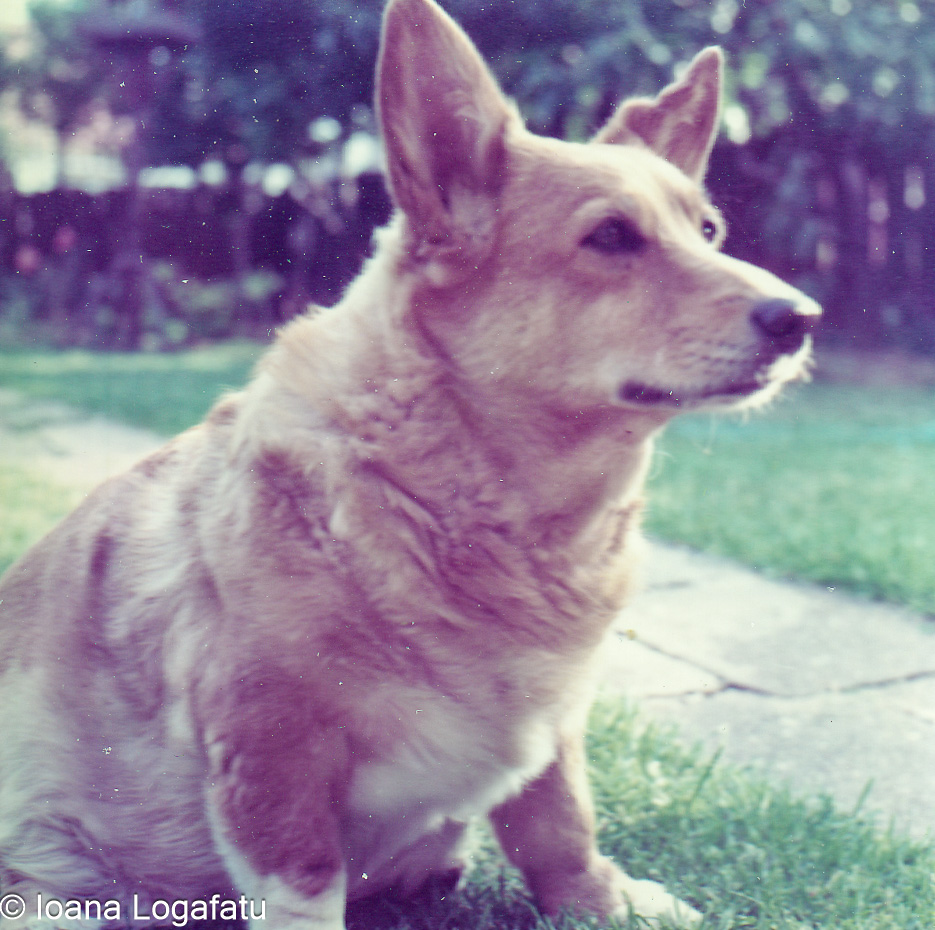 Charming corgi sitting in a garden on a sunny day