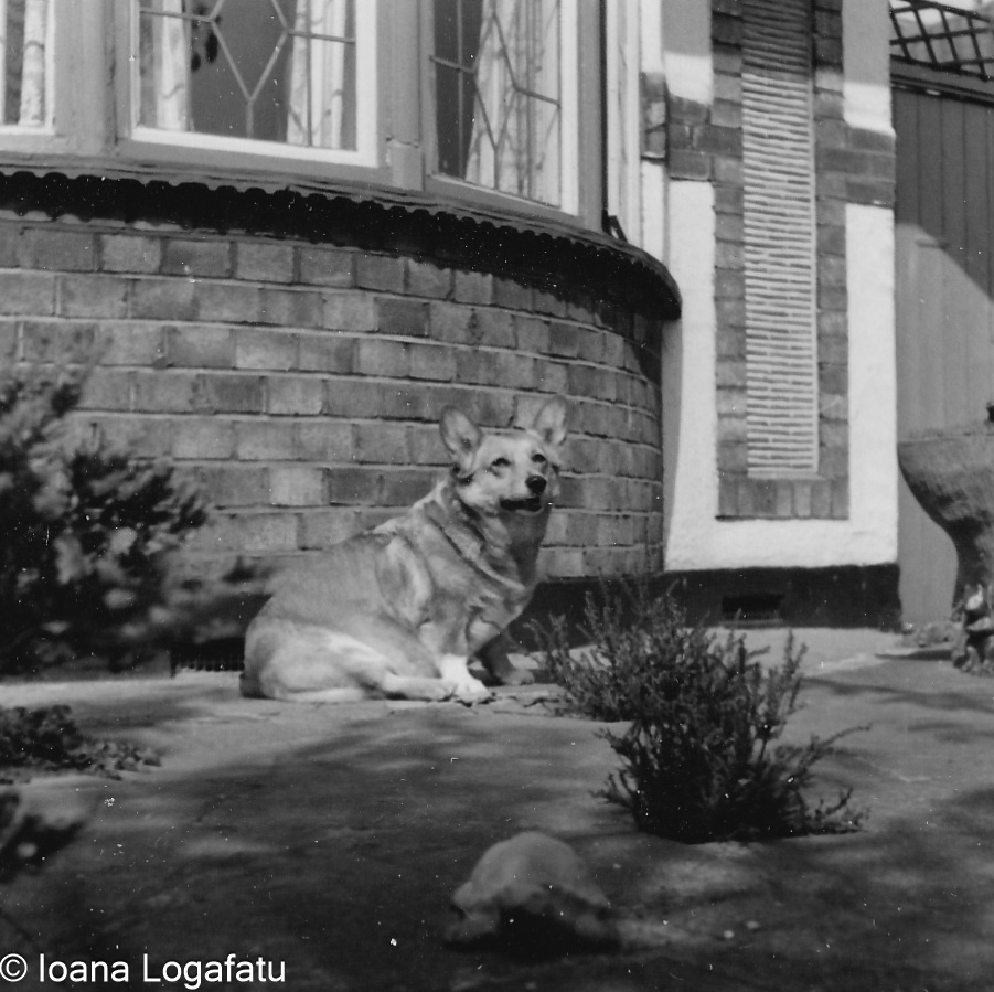 Corgi relaxing by the house on a sunny day