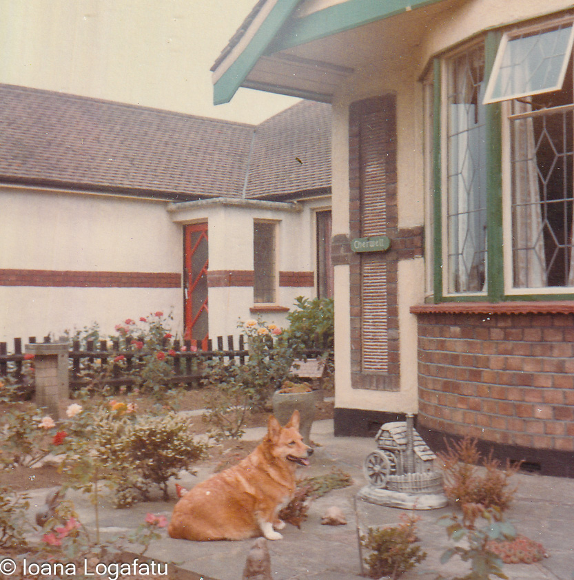 Corgi relaxing in a charming garden setting