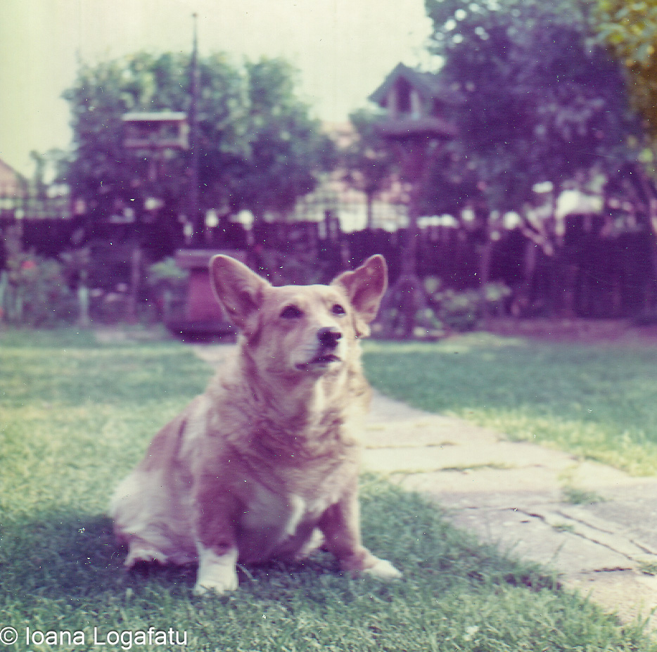 Corgi resting in a sunny backyard garden