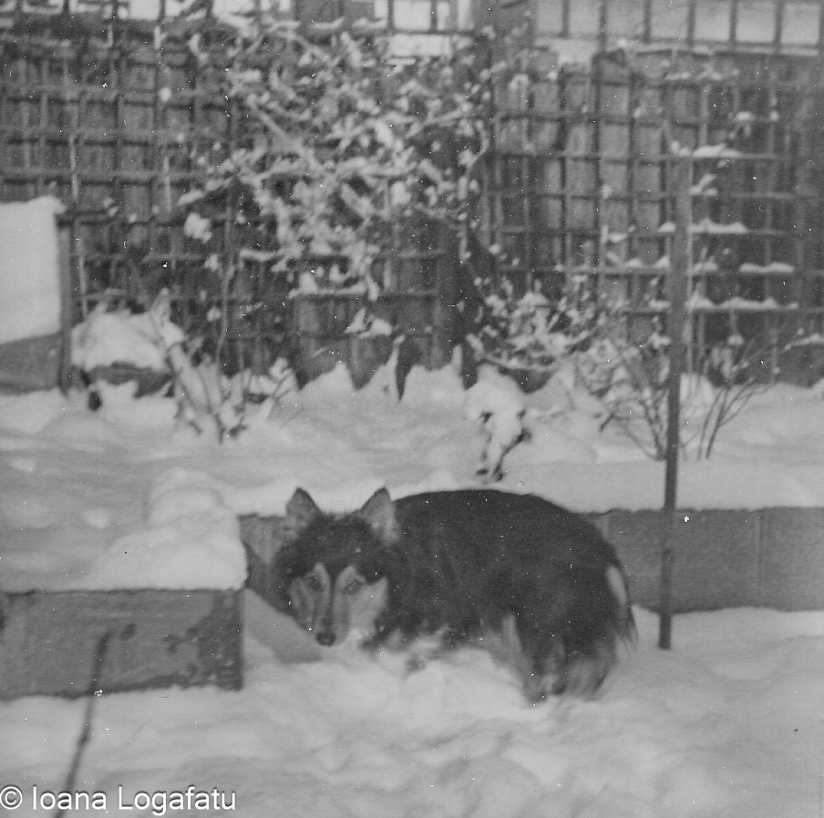 Dog resting in snowy garden during winter season