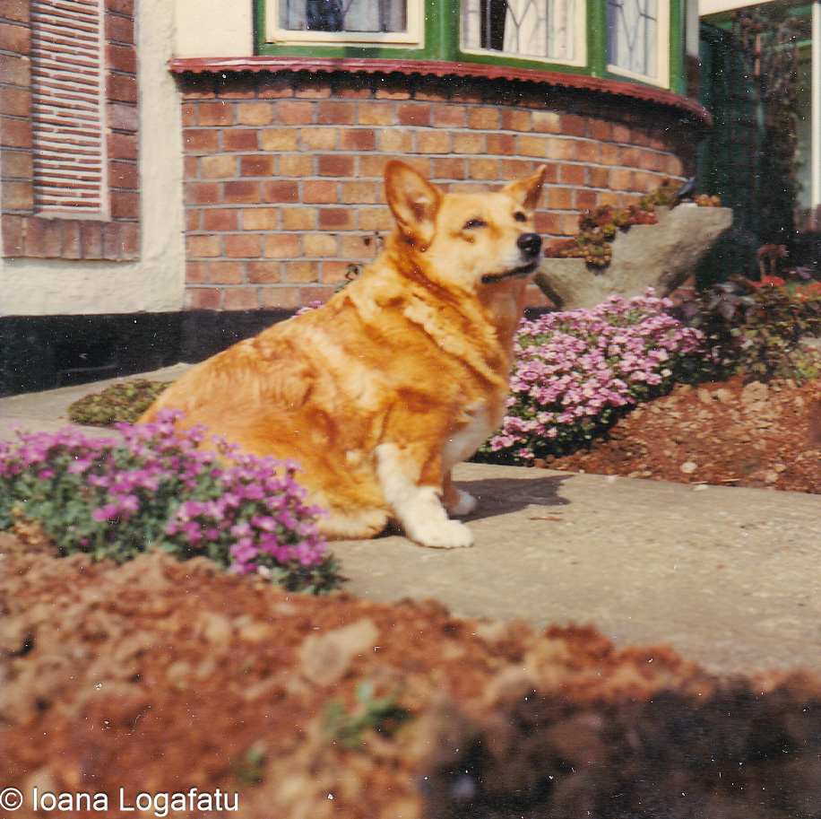 Corgi relaxing in a garden with colorful flowers