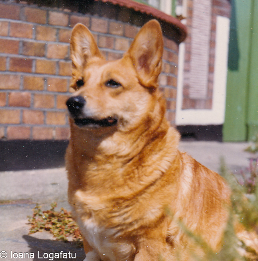 Corgi sitting outdoors on a sunny day