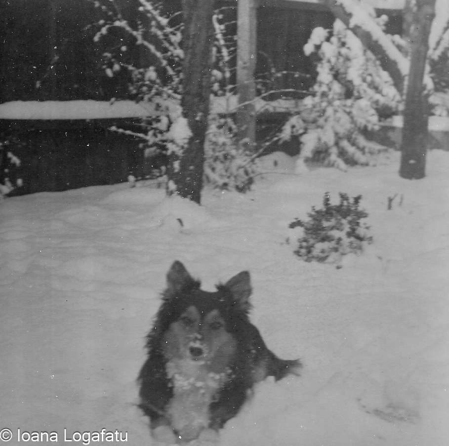 Snowy winter day with a dog in the yard