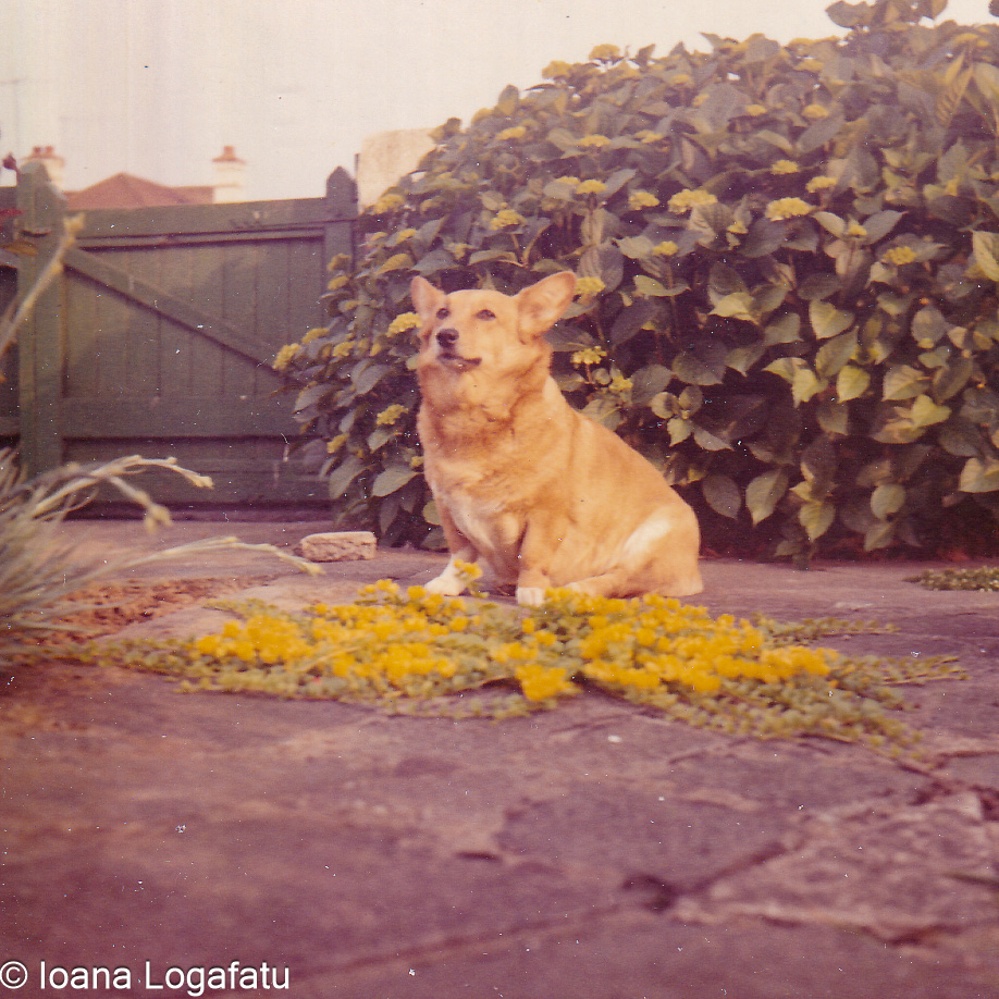 Corgi resting in a garden surrounded by flowers