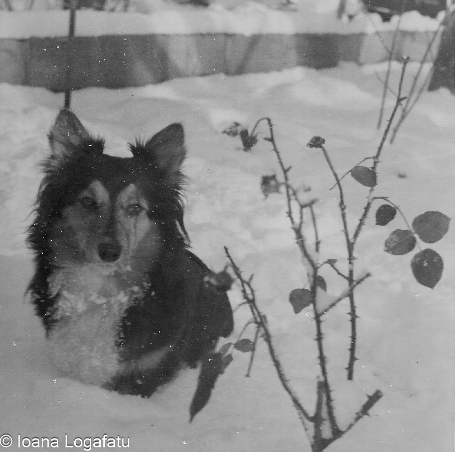 Dog playing in snowy garden during winter months
