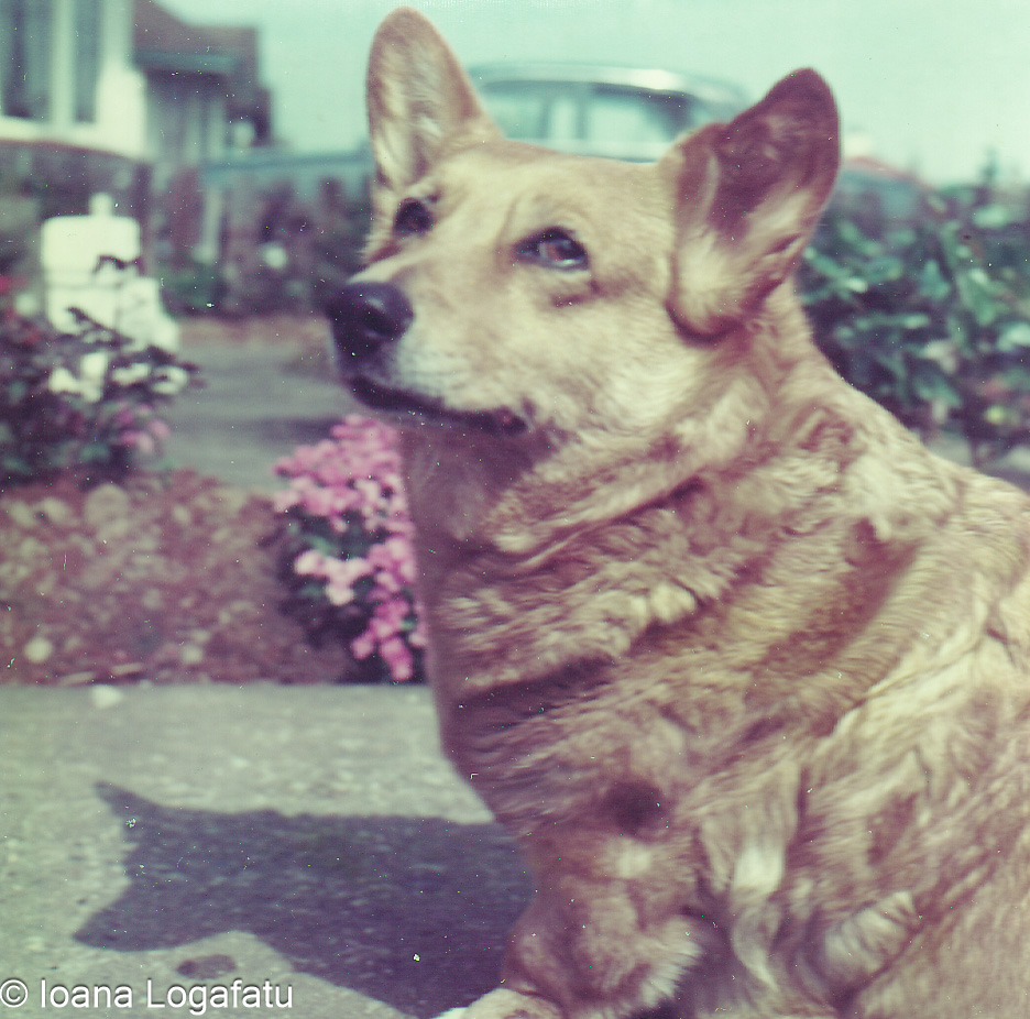 Corgi resting peacefully in a vibrant garden