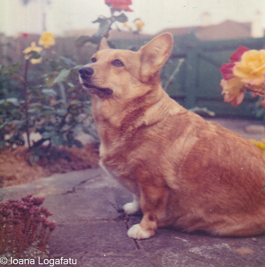 Corgi relaxing in a flower garden setting