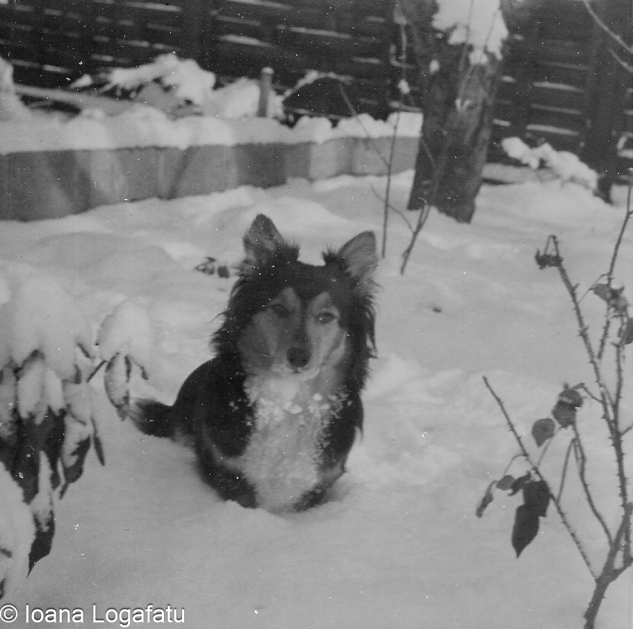 Dog playing in the snow on a winter day