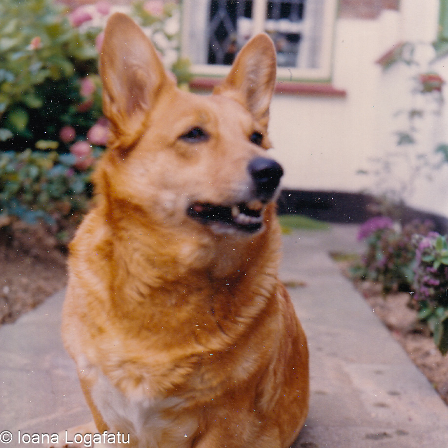 Corgi relaxing in a garden on a sunny day