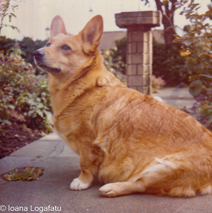 Lovely corgi sitting in a garden space