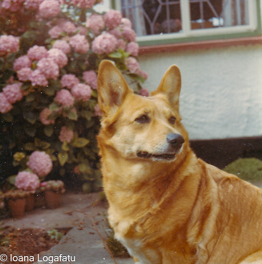 Corgi enjoying a sunny day near blooming flowers