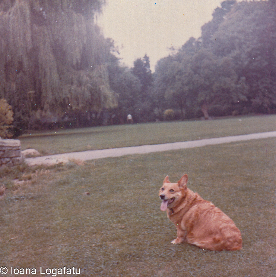 Corgi relaxing in a lush park on a sunny day
