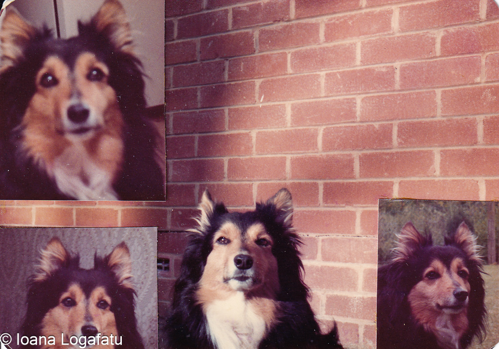 Vintage dog portraits in warm tones