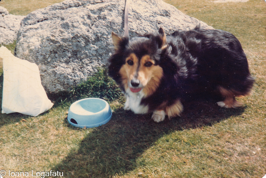 Corgi enjoying a sunny day by a rock