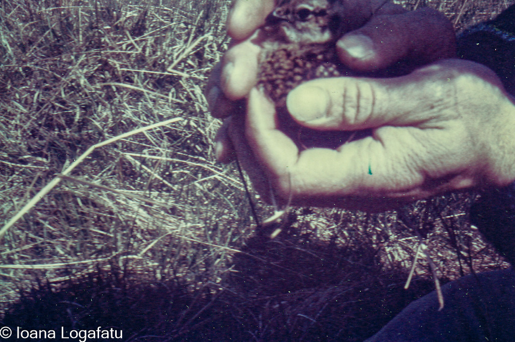 Person holding a small animal in a grassy field