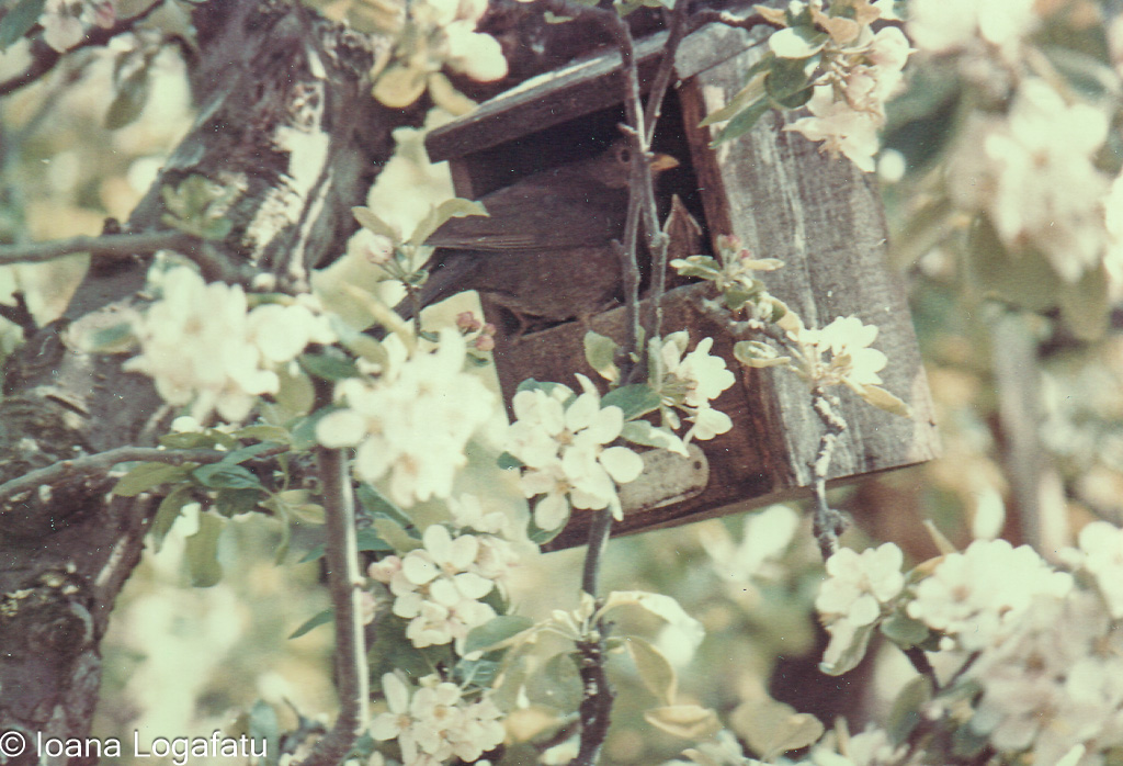Birdhouse surrounded by blooming flowers in spring