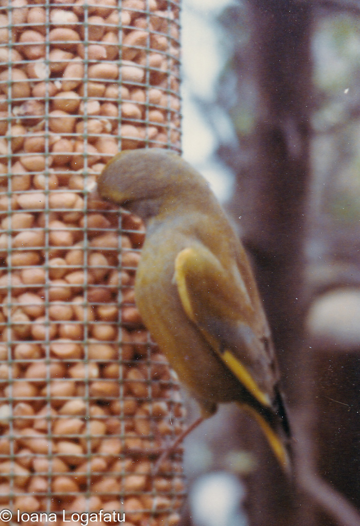Bird feeding on peanuts at a garden feeder