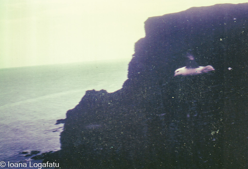 Seagull gliding over rocky coastal cliffs