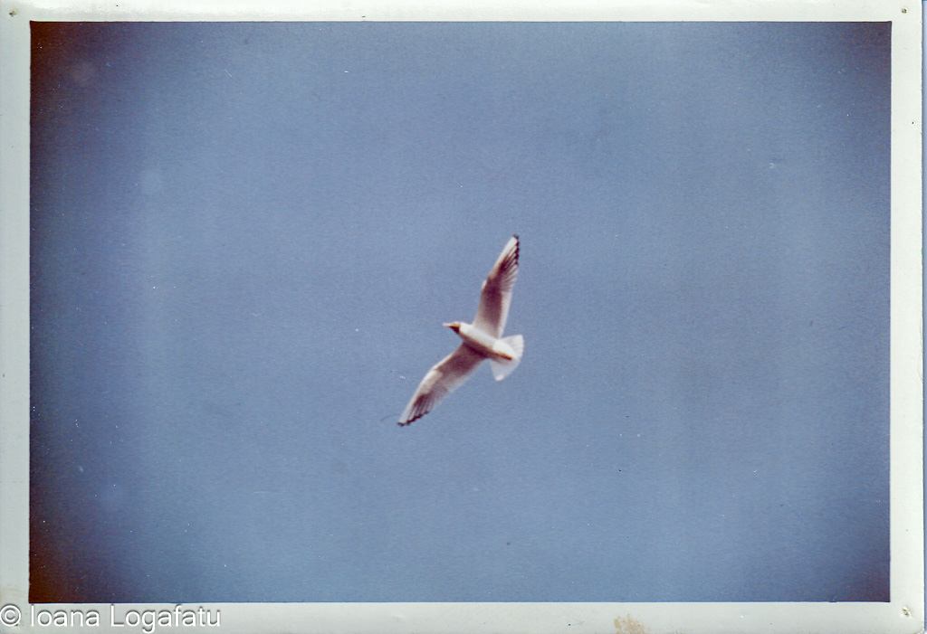 Seagull soaring across clear blue sky in daylight