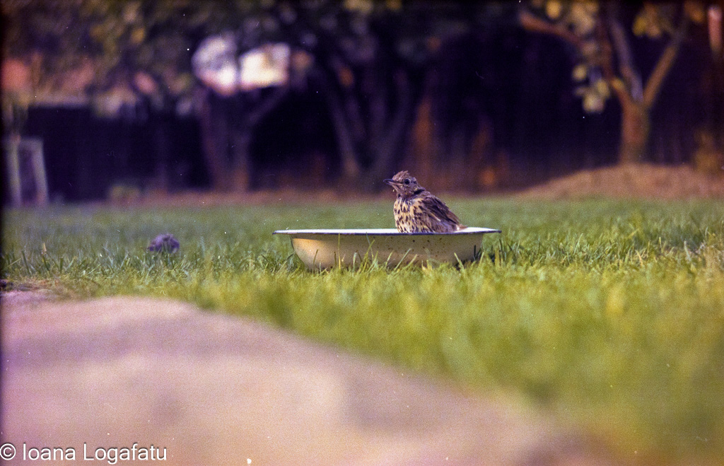 Bird enjoys a moment in a shallow bowl outdoors