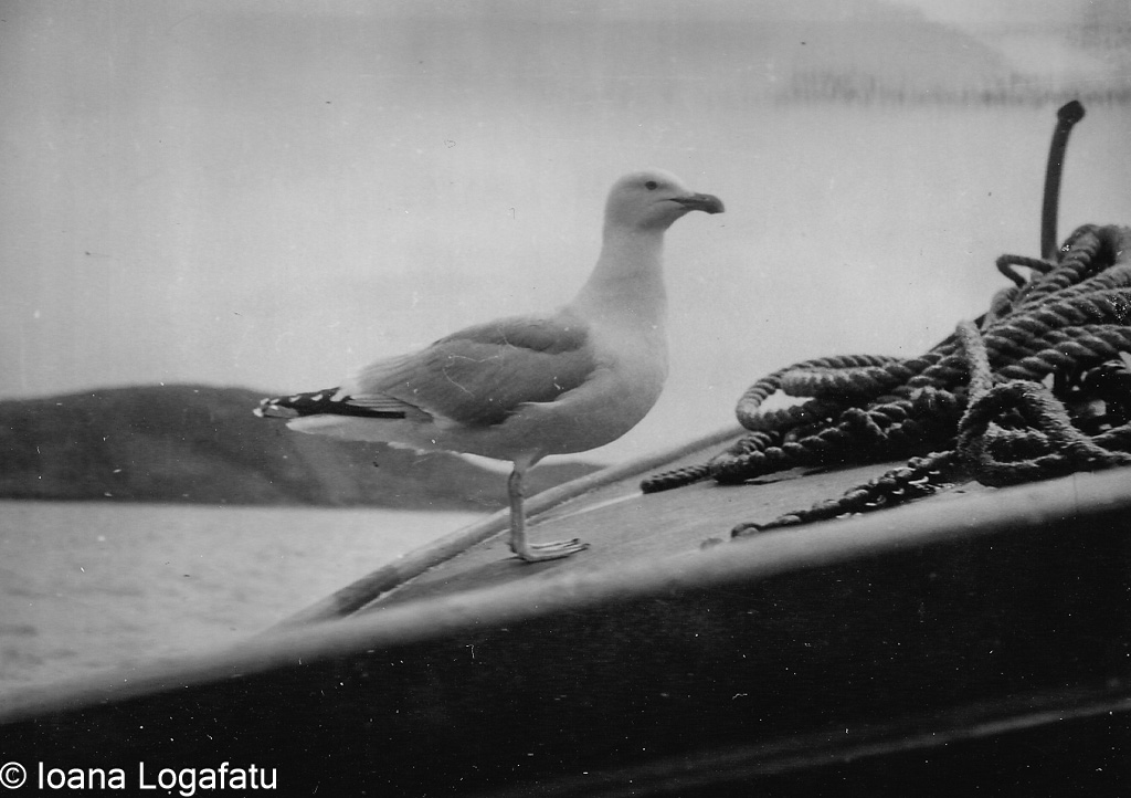 Seagull perched on a boat in a serene landscape