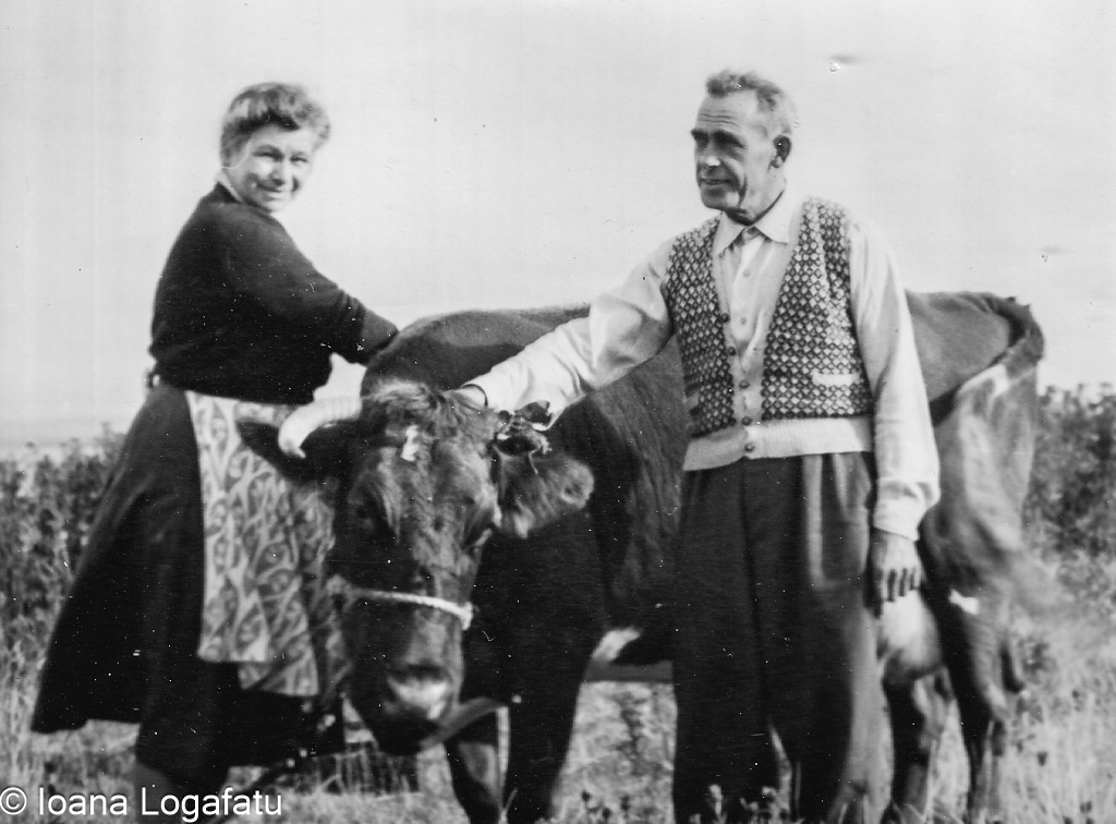 Couple interacting with cow in rural setting