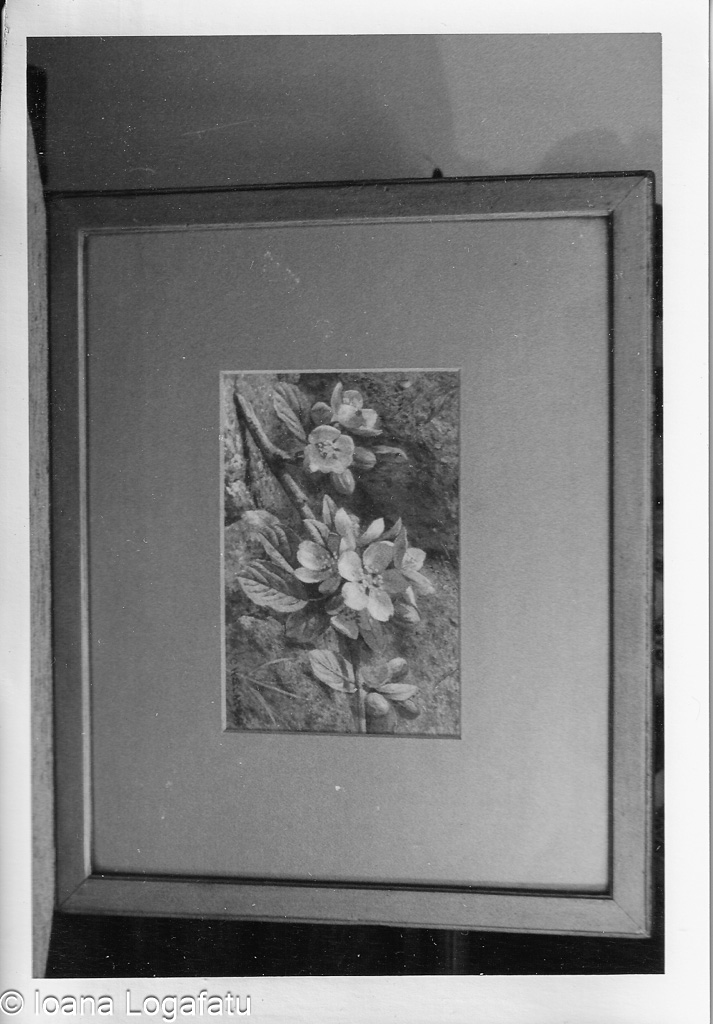Floral elegance displayed in an artistic frame