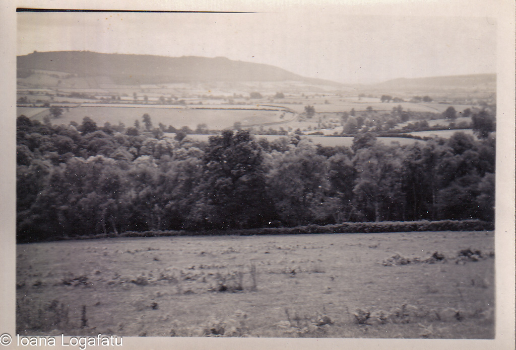Summer hills and lush greenery