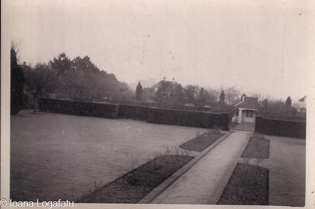 Serene garden view during a misty morning