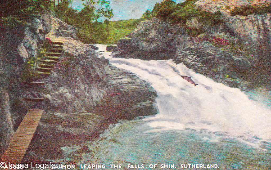 Salmon leap at the Falls of Shin