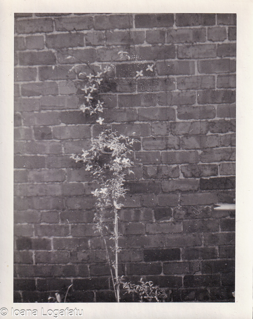 Vines climbing a weathered brick wall in sunlight