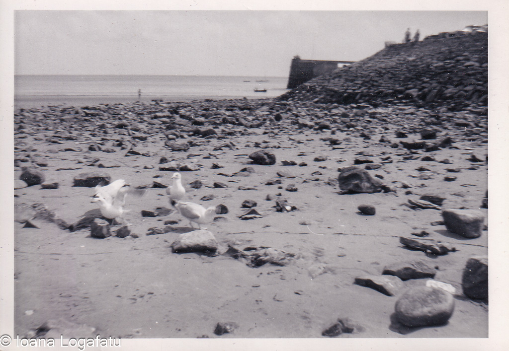 Seagulls exploring a rocky shore on a sunny day