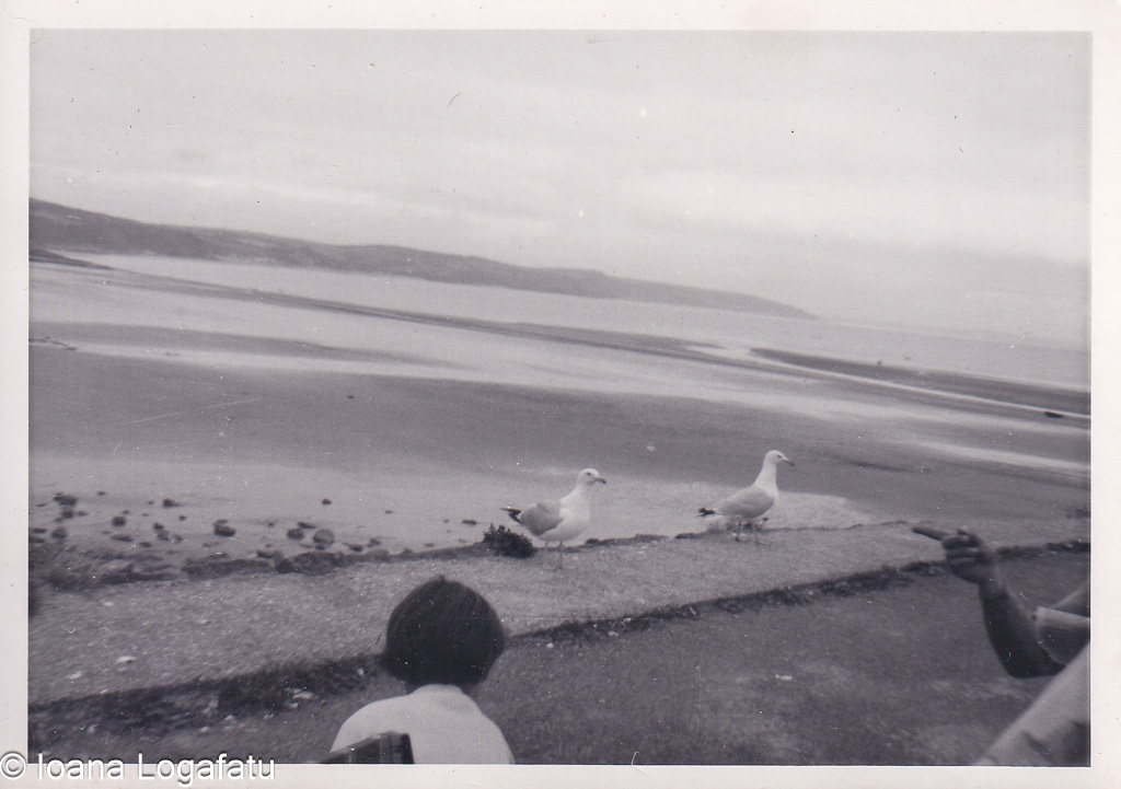 Seagulls gather along the tranquil shoreline
